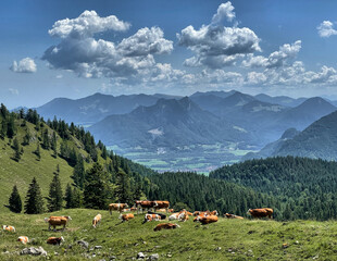 Kühe auf einer Almwiese mit Blick ins Tal und schönen weißen Wolken vor blauem Himmel im Bereich...