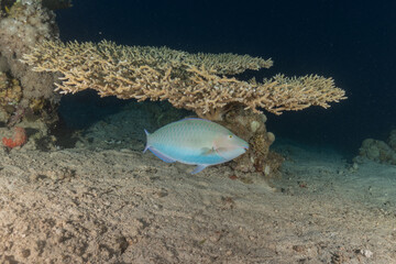 Fish swimming in the Red Sea, colorful fish, Eilat Israel
