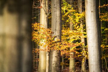 Forest in beautiful autumn shades and sunlight. picturesque woodland areas in amazing vivid colors of fall season.
