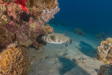 Fish swimming in the Red Sea, colorful fish, Eilat Israel

