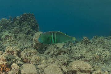 Fish swimming in the Red Sea, colorful fish, Eilat Israel
