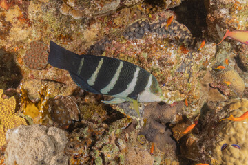 Fish swimming in the Red Sea, colorful fish, Eilat Israel
