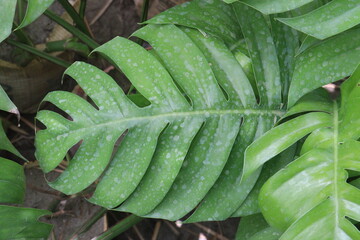 Rhaphidophora leaf plant on farm