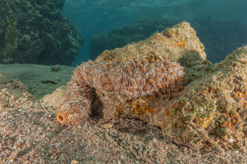 Fish swimming in the Red Sea, colorful fish, Eilat Israel
