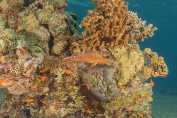 Fish swimming in the Red Sea, colorful fish, Eilat Israel
