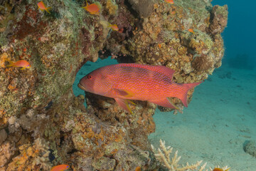 Fish swimming in the Red Sea, colorful fish, Eilat Israel
