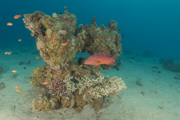 Fish swimming in the Red Sea, colorful fish, Eilat Israel
