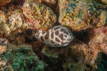 Naklejka na ściany i meble Tiger Snake Eel in the Red Sea Colorful and beautiful, Eilat Israel 