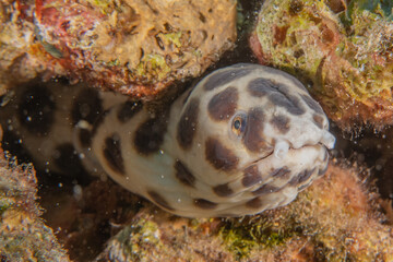 Tiger Snake Eel in the Red Sea Colorful and beautiful, Eilat Israel
