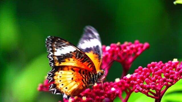 Thai butterfly in garden garden summer flower and butterfly flower butterfly flower butterfly