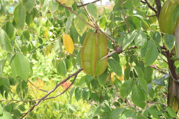 Carambola also known as star fruit on tree in farm