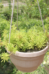 Sedum lineare leaf tree plant on hanging pot in farm