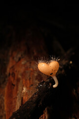 Champagne mushroom as heart shape inside the natural park, selective focus.
