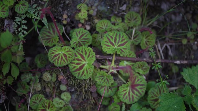 風に揺れるユキノシタの葉