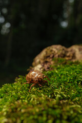 Close-up cicada stains on the green grass, selective focus.