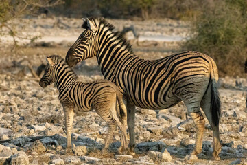Fototapeta na wymiar Baby and mother zebra