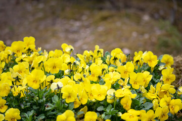 yellow flowers in the spring