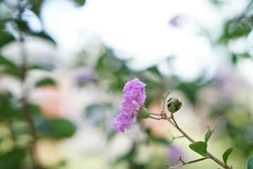 桃色と柔らかい雰囲気がかわいらしい植物