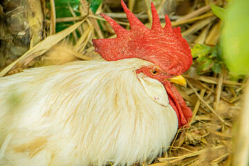 White rooster on the farm in Sri Lanka, closeup of photo