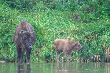 Fototapeta premium The European Bison, Wisent, Bison bonasus. Wild animal in its habitat in the Bieszczady Mountains in the Carpathians, Poland.