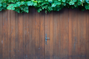 porte en bois recouverte de vigne, pouvant servir d'arrière plan, de matière ou de texture pour un fond de page