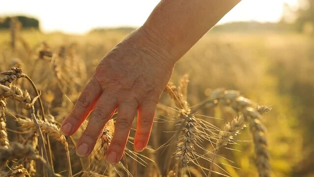 old farmer walking down the wheat field in sunset touching wheat ears with hands. agriculture concept. High quality FullHD footage