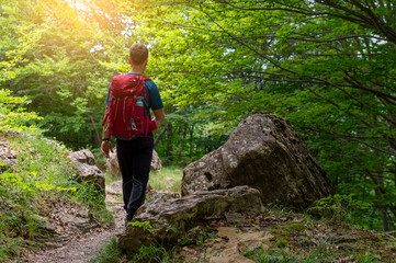 Naklejka na ściany i meble Hiker trekking through the forest, person walking amidst trees and nature, outdoor adventure concept