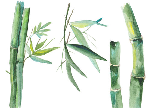 Hand drawn illustration of watercolor bamboo isolated on white background