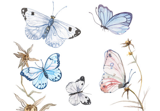 Watercolor painted butterflies. Hand drawn design elements isolated on white background.