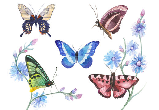 Watercolor painted butterflies. Hand drawn design elements isolated on white background.