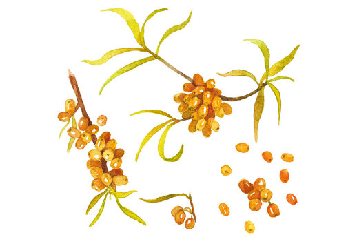 Watercolor painted sea buckthorn. Hand drawn fresh food design elements isolated on white background.