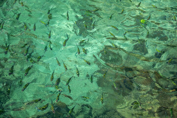 Small fish in emerald green water. Sunlight in the water.