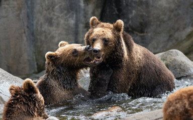 Two brown bears playing and having fun in water