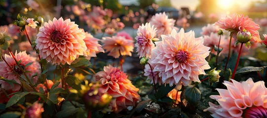 Foto op Plexiglas Sunny dahlia blossoms in park © nnattalli