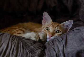 portrait of a cat