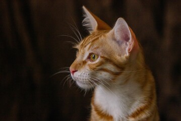 close up portrait of a cat