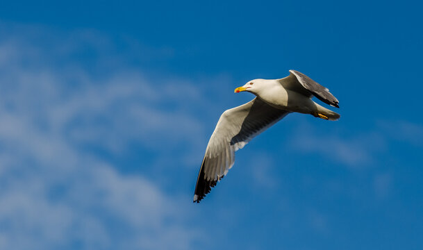 seagull in flight