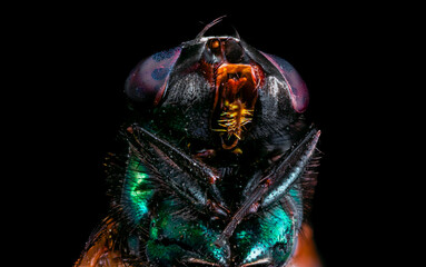 mosca insetto ritratto verticale super macro 