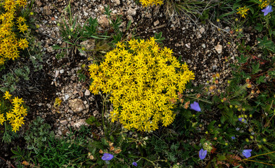 Looking Down On A Bunch of Stone Crop Flowers On Tundra