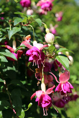 Closeup of sunlit pink Fuchsia blooms, Staffordshire England
