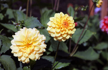 Closeup of sunlit yellow Dahlia blooms, Staffordshire England
