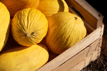 In the box are freshly harvested yellow honeydew melons.
