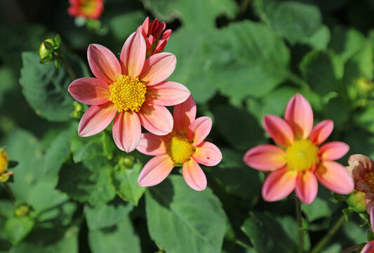 Macro image of three pink and yellow Dahlia blooms, Staffordshire England

