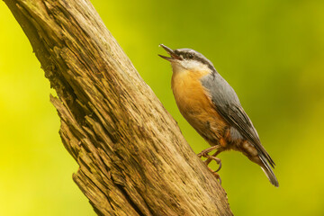 Eurasian nuthatch, (Sitta europaea) singing on the trunk of a tree