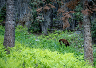 Black Bear Grazes in Sequoia Meadow