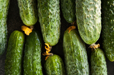 fresh ripe green cucumbers