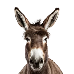 Poster donkey isolated on transparent background cutout © NI