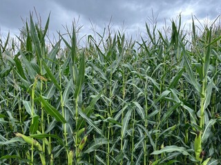 Maze field with clouds