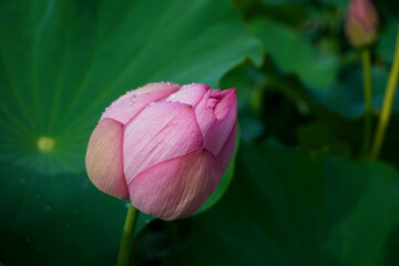 雨上がりの蓮の花