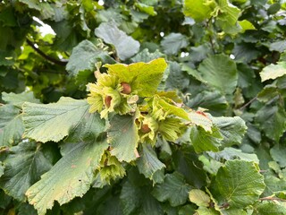 Closeup of hazelnuts with green leaves